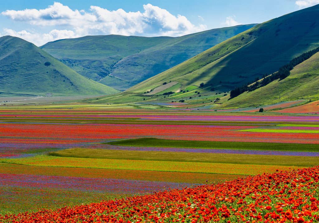 Norcia Flower Farm